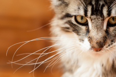 120401_KinskiHerzog_15