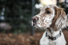 141107_Junghund-Schule_008