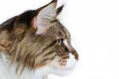 cropped-150104_Katzen@Studio_fail_03