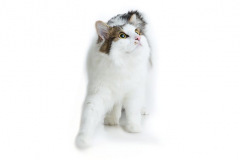 cropped-150104_KatzenStudio_frei2